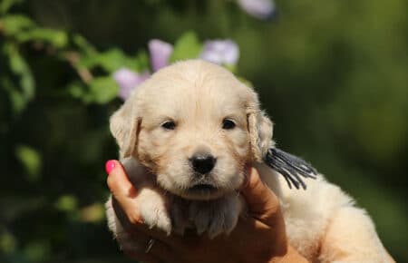 LUNA CUCCIOLI DI GOLDEN RETRIEVER SAN NICOLO 8488