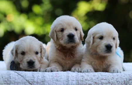 LUNA CUCCIOLI DI GOLDEN RETRIEVER SAN NICOLO 8491