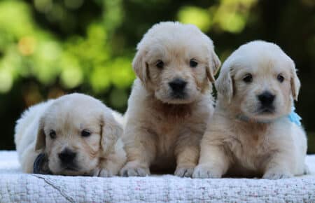 LUNA CUCCIOLI DI GOLDEN RETRIEVER SAN NICOLO 8495