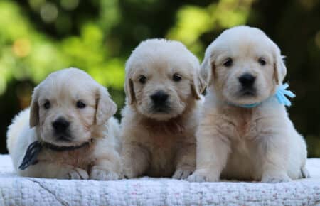 LUNA CUCCIOLI DI GOLDEN RETRIEVER SAN NICOLO 8497
