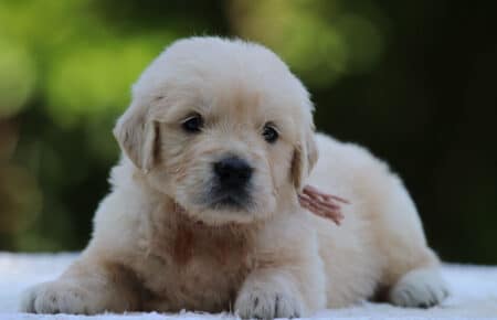 LUNA CUCCIOLI DI GOLDEN RETRIEVER SAN NICOLO 8515
