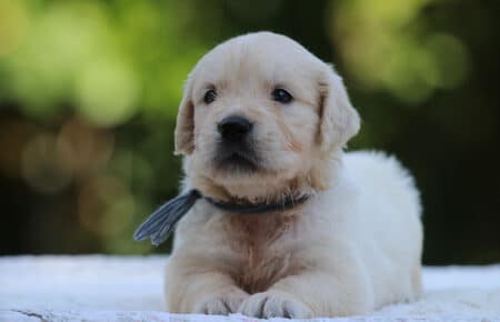 LUNA CUCCIOLI DI GOLDEN RETRIEVER SAN NICOLO 8519