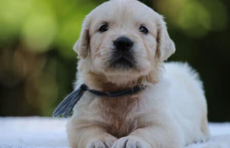 LUNA CUCCIOLI DI GOLDEN RETRIEVER SAN NICOLO 8524