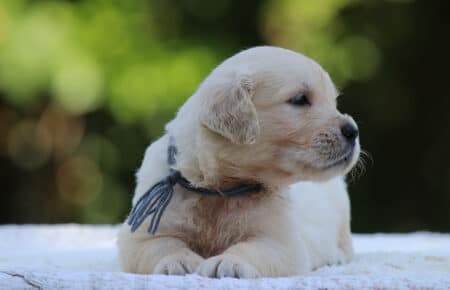 LUNA CUCCIOLI DI GOLDEN RETRIEVER SAN NICOLO 8525
