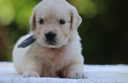 LUNA CUCCIOLI DI GOLDEN RETRIEVER SAN NICOLO 8528