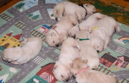 LUNA CUCCIOLI GOLDEN RETRIEVER SAN NICOLO 8336