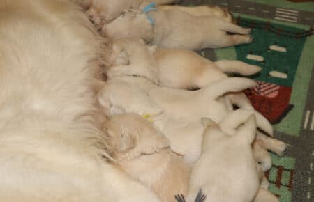 LUNA CUCCIOLI GOLDEN RETRIEVER SAN NICOLO 8339