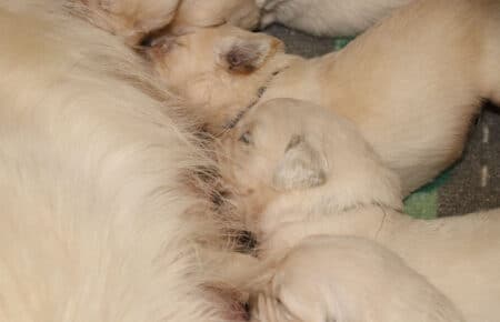 LUNA CUCCIOLI GOLDEN RETRIEVER SAN NICOLO 8340