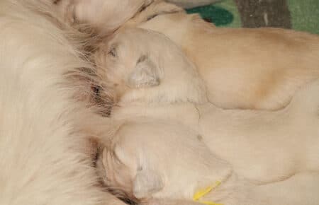 LUNA CUCCIOLI GOLDEN RETRIEVER SAN NICOLO 8341
