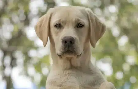 LUNA LABRADOR