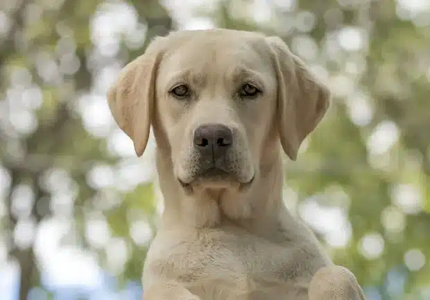 LUNA LABRADOR