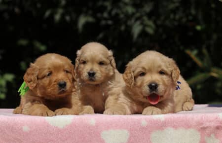 BESSIE CUCCIOLI DI GOLDEN RETRIEVER SAN NICOLO 1341