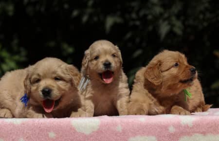 BESSIE CUCCIOLI DI GOLDEN RETRIEVER SAN NICOLO 1358