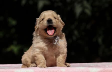 BESSIE CUCCIOLI DI GOLDEN RETRIEVER SAN NICOLO 1363