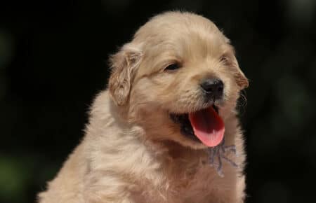 BESSIE CUCCIOLI DI GOLDEN RETRIEVER SAN NICOLO 1366