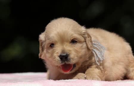 BESSIE CUCCIOLI DI GOLDEN RETRIEVER SAN NICOLO 1368