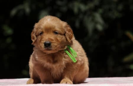 BESSIE CUCCIOLI DI GOLDEN RETRIEVER SAN NICOLO 1373