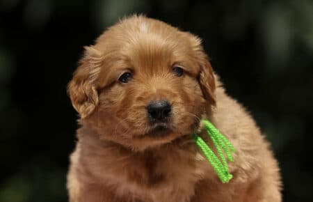BESSIE CUCCIOLI DI GOLDEN RETRIEVER SAN NICOLO 1375