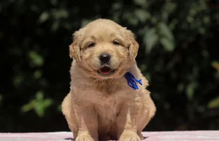 BESSIE CUCCIOLI DI GOLDEN RETRIEVER SAN NICOLO 1384