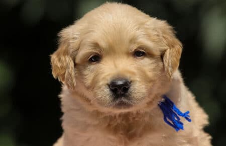 BESSIE CUCCIOLI DI GOLDEN RETRIEVER SAN NICOLO 1387