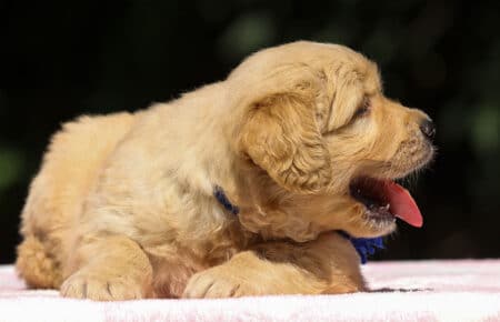 BESSIE CUCCIOLI DI GOLDEN RETRIEVER SAN NICOLO 1390