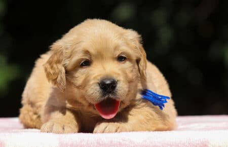BESSIE CUCCIOLI DI GOLDEN RETRIEVER SAN NICOLO 1393