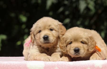 BESSIE CUCCIOLI DI GOLDEN RETRIEVER SAN NICOLO 1397