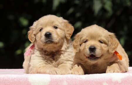 BESSIE CUCCIOLI DI GOLDEN RETRIEVER SAN NICOLO 1399