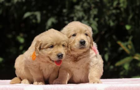 BESSIE CUCCIOLI DI GOLDEN RETRIEVER SAN NICOLO 1406