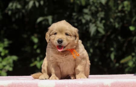 BESSIE CUCCIOLI DI GOLDEN RETRIEVER SAN NICOLO 1409