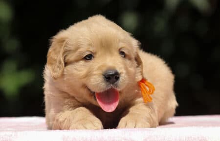 BESSIE CUCCIOLI DI GOLDEN RETRIEVER SAN NICOLO 1416