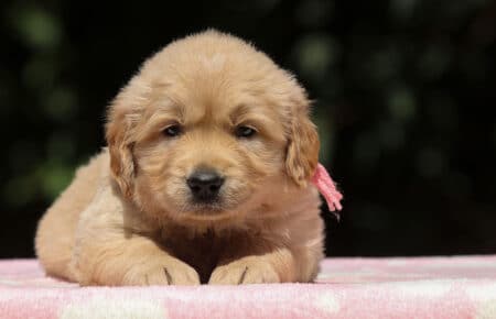 BESSIE CUCCIOLI DI GOLDEN RETRIEVER SAN NICOLO 1418