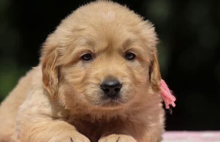 BESSIE CUCCIOLI DI GOLDEN RETRIEVER SAN NICOLO 1421