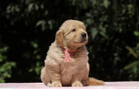 BESSIE CUCCIOLI DI GOLDEN RETRIEVER SAN NICOLO 1428