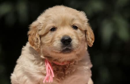 BESSIE CUCCIOLI DI GOLDEN RETRIEVER SAN NICOLO 1434