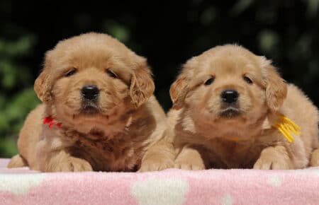 BESSIE CUCCIOLI DI GOLDEN RETRIEVER SAN NICOLO 1442