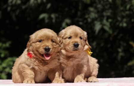 BESSIE CUCCIOLI DI GOLDEN RETRIEVER SAN NICOLO 1445