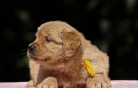 BESSIE CUCCIOLI DI GOLDEN RETRIEVER SAN NICOLO 1450