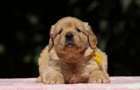 BESSIE CUCCIOLI DI GOLDEN RETRIEVER SAN NICOLO 1451