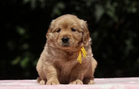 BESSIE CUCCIOLI DI GOLDEN RETRIEVER SAN NICOLO 1458