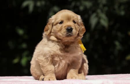 BESSIE CUCCIOLI DI GOLDEN RETRIEVER SAN NICOLO 1462