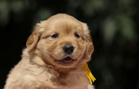 BESSIE CUCCIOLI DI GOLDEN RETRIEVER SAN NICOLO 1465
