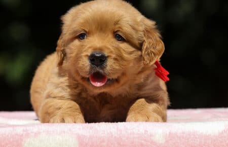 BESSIE CUCCIOLI DI GOLDEN RETRIEVER SAN NICOLO 1468