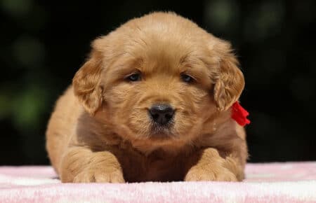 BESSIE CUCCIOLI DI GOLDEN RETRIEVER SAN NICOLO 1471