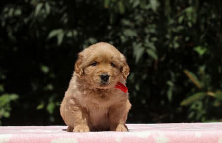 BESSIE CUCCIOLI DI GOLDEN RETRIEVER SAN NICOLO 1475