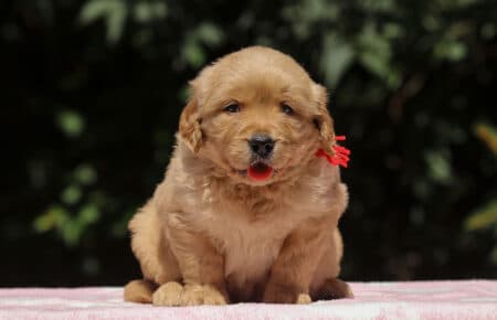 BESSIE CUCCIOLI DI GOLDEN RETRIEVER SAN NICOLO 1483
