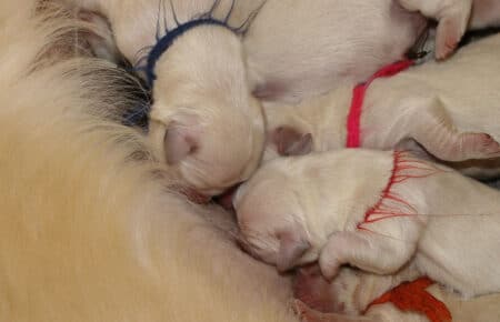 BABETTE CUCCIOLI DI GOLDEN RETRIEVER SAN NICOLO 1505