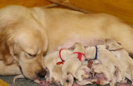 BABETTE CUCCIOLI DI GOLDEN RETRIEVER SAN NICOLO 1510