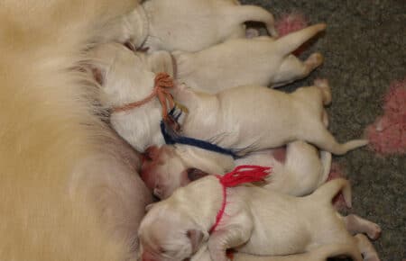 BABETTE CUCCIOLI DI GOLDEN RETRIEVER SAN NICOLO 1512