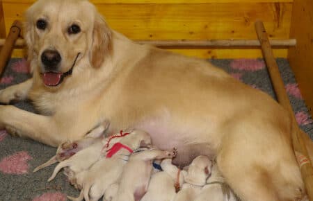BABETTE CUCCIOLI DI GOLDEN RETRIEVER SAN NICOLO 1513
